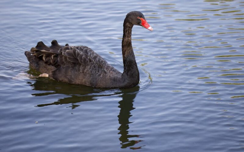 Risco de Cauda: Desvendando Cisnes Negros e Blindando seu Capital com Estratégias Avançadas